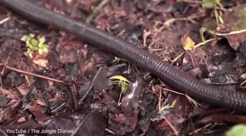  Sinh vật khổng lồ di chuyển trên mặt đất.