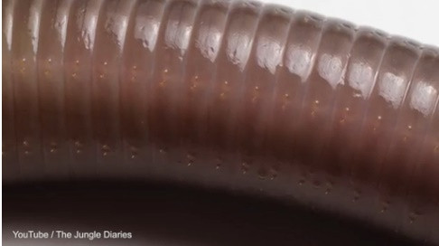 Nếu không có các tơ cứng này, con giun chỉ có thể di chuyển dưới mặt đất và không thể đổi hướng theo ý muốn của nó.