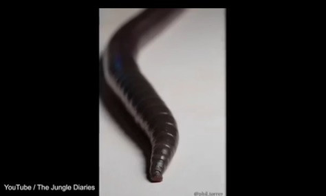 Trong đoạn video được đăng tải lên mạng YouTube, nhà côn trùng học Torres cũng giới thiệu về các tơ cứng dưới bụng của con giun khổng lồ. Chúng có tác dụng giúp nó bám chặt và kiểm soát chuyển động khi bò trên mặt đất.