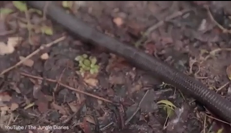 Nhóm các nhà khoa học đã xuống xe để kiểm tra con giun khổng lồ và phát hiện nó có chiều dài lên tới 1,2m và nặng khoảng 0,45 kg.