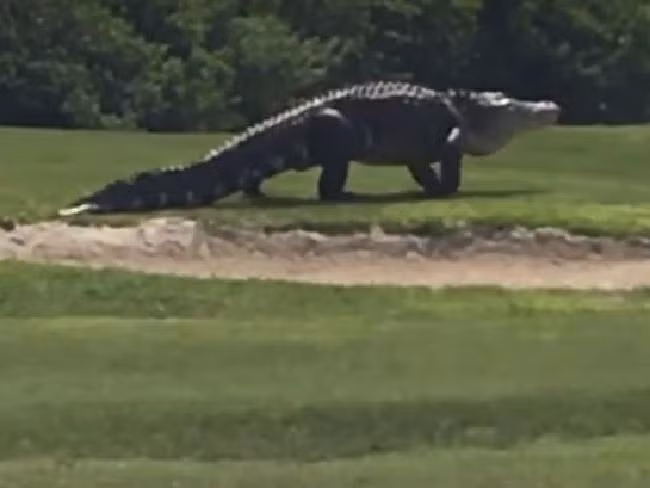 Ca sau tan cong be 2 tuoi la chuyen bat thuong?