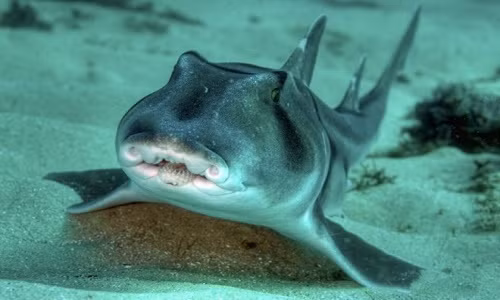 Cá mập cũng đa dạng tính cách như con người Ca map cung da dang tinh cach nhu con nguoi