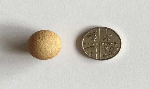 Trung ga bang dong xu gay sung sot