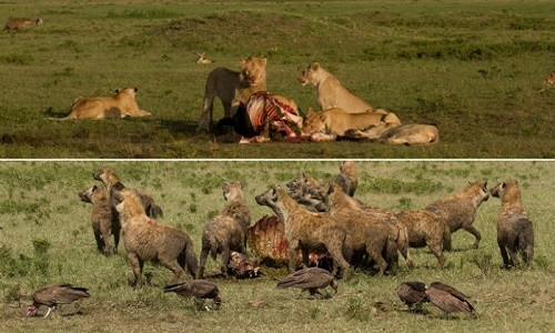 Thot tim canh su tu giao chien voi 60 con linh cau