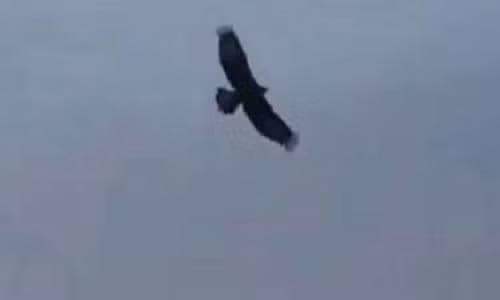 Kich tinh dai bang ca gan tan cong gau, cho soi