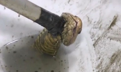 Hoang hon ran ho mang chui len tu bon cau