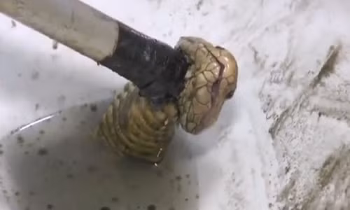 Hoang hon ran ho mang chui len tu bon cau