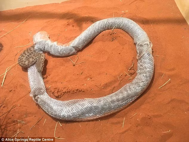 Ky di canh tran tu mac ket trong lop da lot-Hinh-2