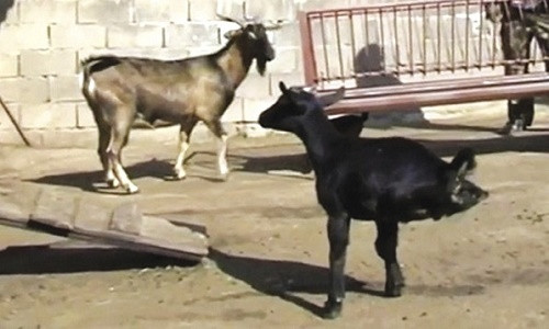 Doc la con de hai chan di lai giong nhu ga