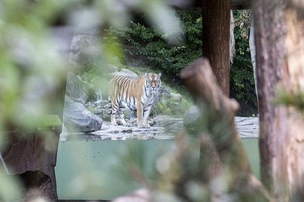 Hai hung nhan vien so thu bi ho vo chet truoc mat du khach