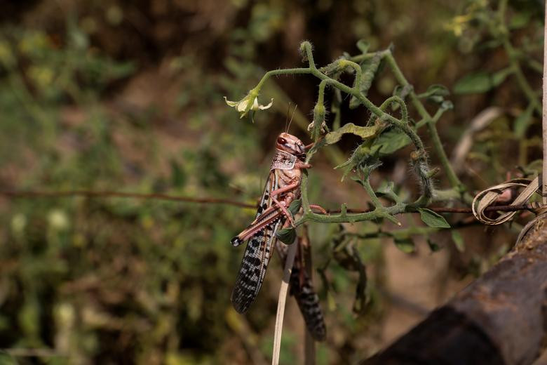 Bầy châu chấu tàn phá những cây cà chua.