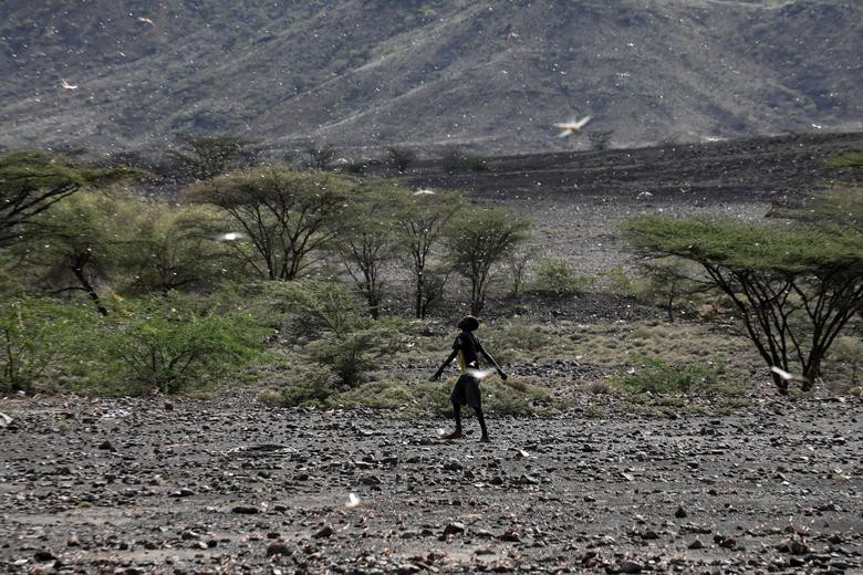 Một bé trai đuổi những con châu chấu gần thị trấn Lodwar, Turkana.
