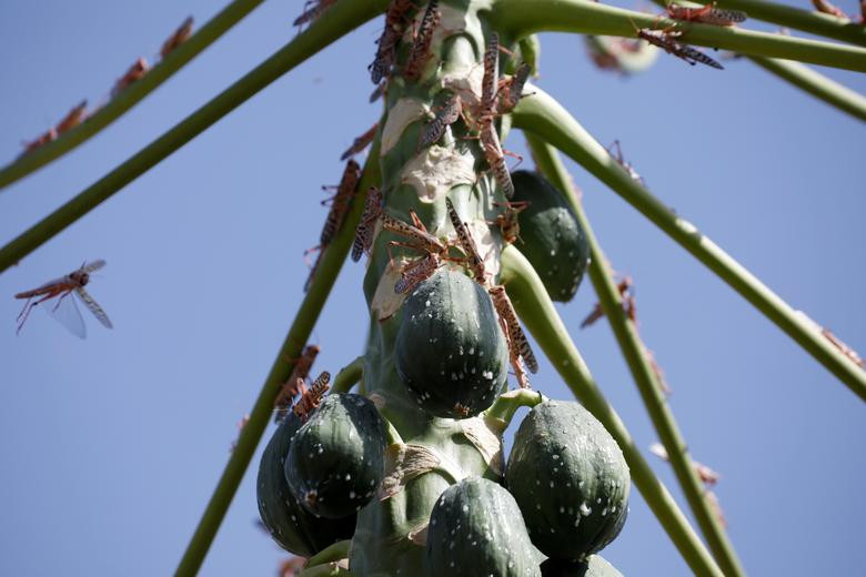 Những con châu chấu phá hoại cây đu đủ ở Lodwar ngày 29/6.