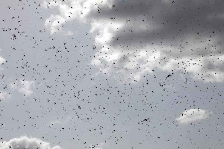 Châu chấu bay kín bầu trời Turkana.