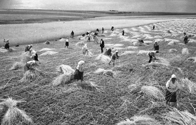 Người dân thu hoạch vụ mùa tại một nông trại tập thể ở vùng Cherkasy năm 1935.