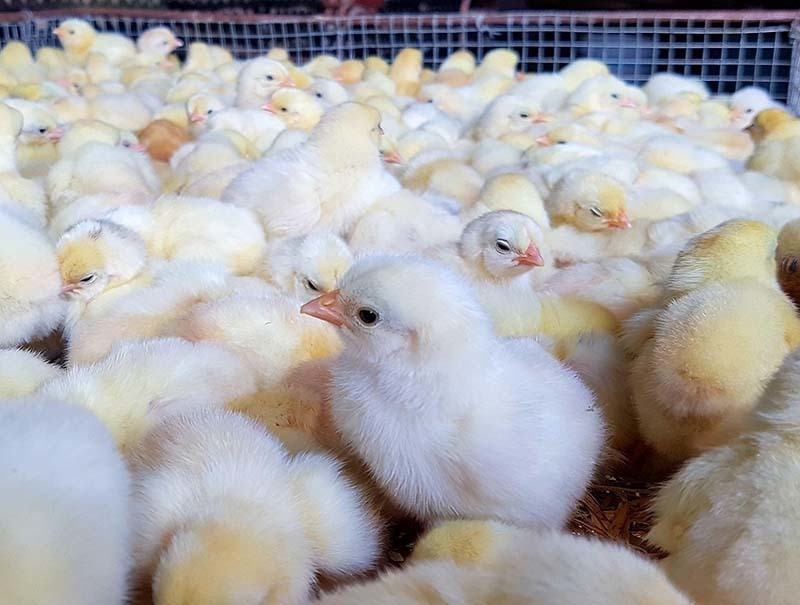 Khoi nghiep 20 con ga mai, tu ngheo nhat lang thanh ty phu-Hinh-3