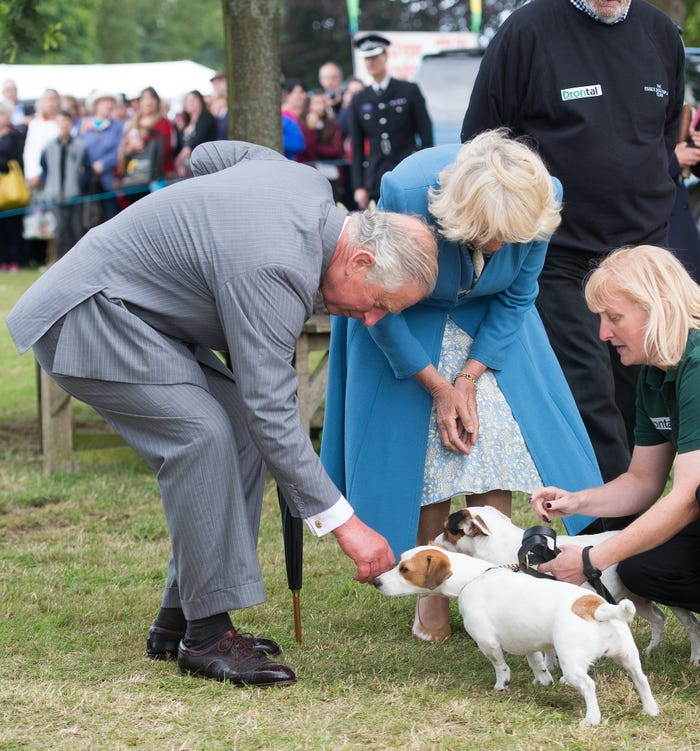 Ông xoa đầu một chú cún tại triển lãm hoa.