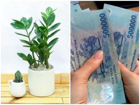 Cay canh nghe ten da thay giau, tau ngay de Than tai ban tien