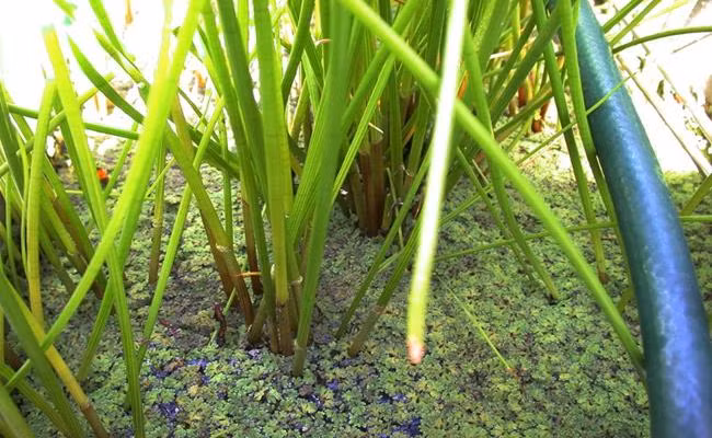 Còn giờ đây, chúng đã được “nâng cấp” thành đặc sản trong mắt giới sành ăn.