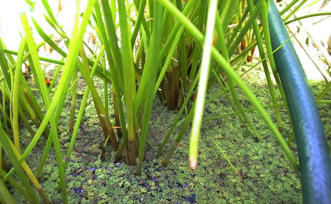 Còn giờ đây, chúng đã được “nâng cấp” thành đặc sản trong mắt giới sành ăn.