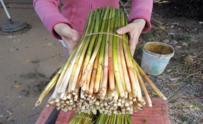 Chúng có tên là “năn bộp” vì thân cây rỗng, khi gõ vào sẽ phát ra tiếng “bộp”.