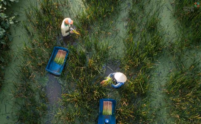 Theo Đông y, cỏ năn bộp có công dụng hỗ trợ tỳ vị, chúng rất giàu dinh dưỡng và chất xơ.