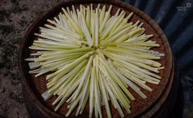 Năn bộp có tên khoa học là Eleochararis Dulcis, thuộc họ cói. Chúng là loại thực vật bản địa của Châu Á, Úc và vùng nhiệt đới Châu Phi.