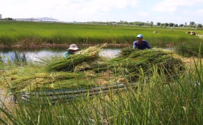 Tháng 4 âm lịch là thời điểm năn bộp mọc um tùm nhất.