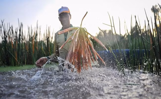 Ngoài ra, năn bộp còn có tác dụng chữa ban đỏ ở trẻ nhỏ. Đây cũng là loại thảo dược tốt cho người mới ốm dậy.