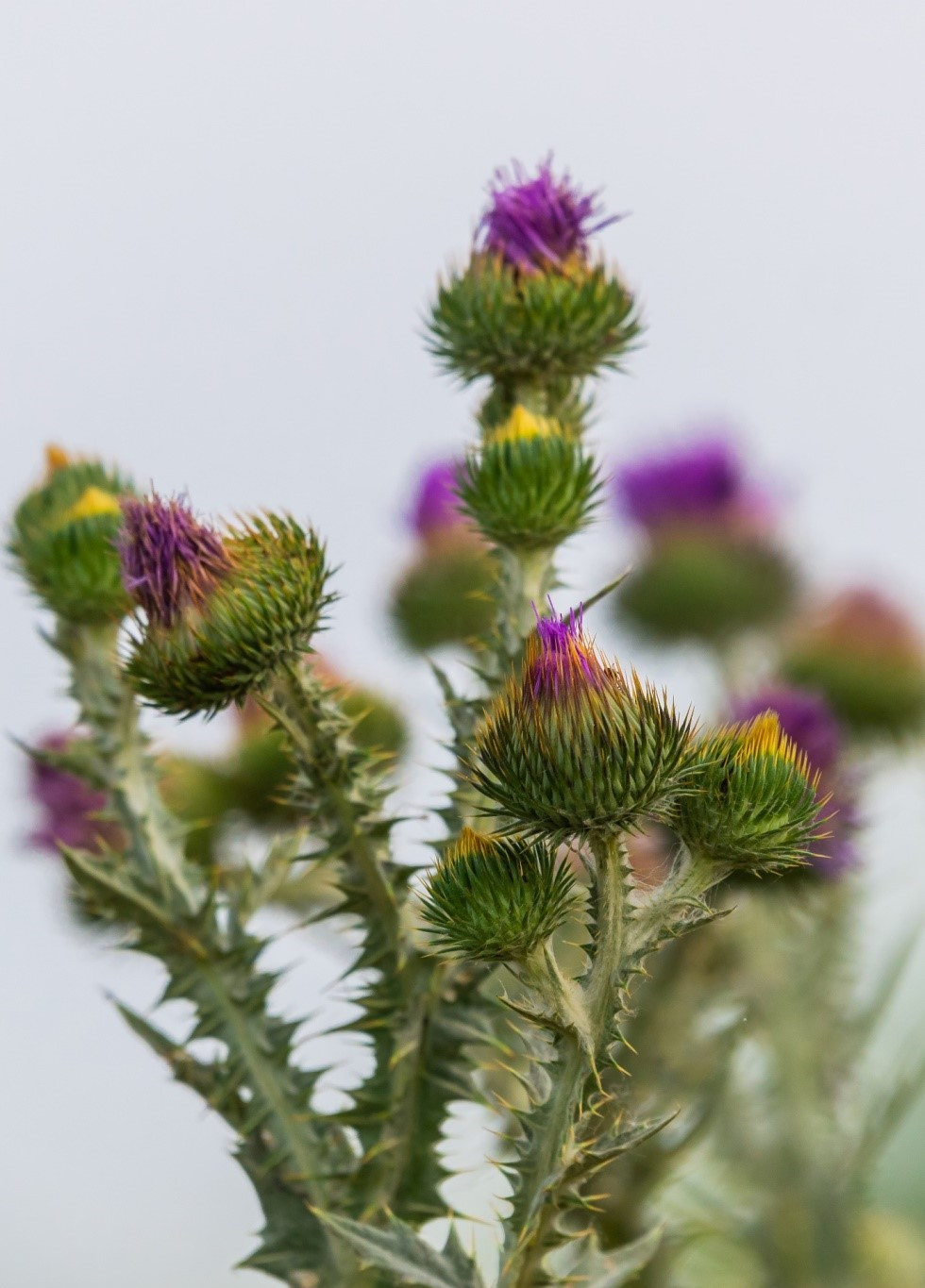 Cuc luc lang: Hanh trinh tu cay hoa thanh vi thuoc-Hinh-2