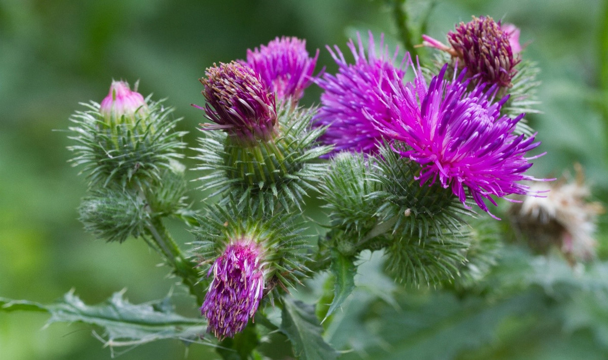 Cuc luc lang: Hanh trinh tu cay hoa thanh vi thuoc