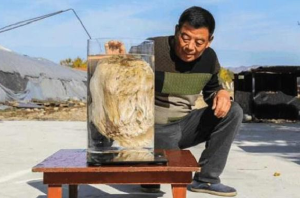 Hiện nay trên thị trường vẫn ví rằng linh chi thái tuế còn quý hơn vàng. Hiện nay linh chi thái tuế có giá là 39.000 USD/g và chúng vô cùng hiếm nên nếu bạn có tiền cũng chưa chắc sở hữu được chúng.