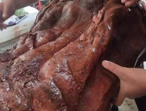 Sau khi xem xét, ông không chắc vật thể này là gi nên đã mang về nhà. Sau khi cân xong, nó nặng hơn 100kg. Ông đưa nó vào ngâm trong nước, kết quả cho thấy nó mềm ra, hút nước và cân nặng tới 120kg chỉ trong vài ngày.