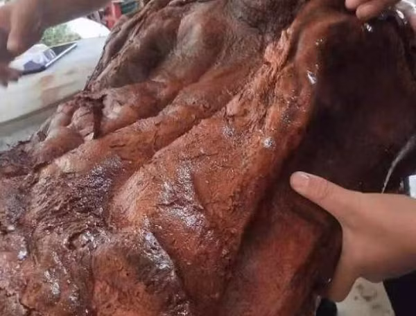 Sau khi xem xét, ông không chắc vật thể này là gi nên đã mang về nhà. Sau khi cân xong, nó nặng hơn 100kg. Ông đưa nó vào ngâm trong nước, kết quả cho thấy nó mềm ra, hút nước và cân nặng tới 120kg chỉ trong vài ngày.