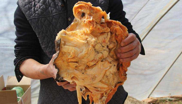 Vì thấy quá kỳ lạ, ông đã lên mạng tra cứu và nghi ngờ đây là linh chi thái tuế quý hiếm. Sau đó, ông đã liên hệ với công ty đấu giá ở Thẩm Dương và lái xe đến đây để kiểm tra vật thể cho chắc chắn.