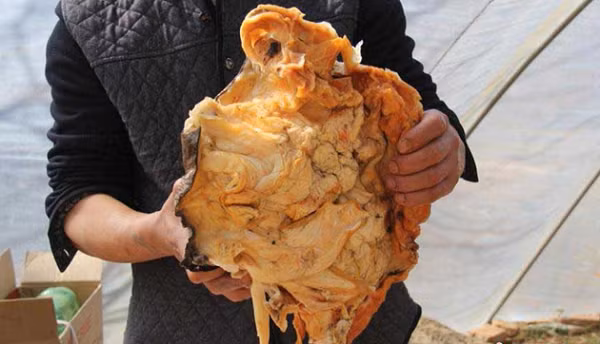 Vì thấy quá kỳ lạ, ông đã lên mạng tra cứu và nghi ngờ đây là linh chi thái tuế quý hiếm. Sau đó, ông đã liên hệ với công ty đấu giá ở Thẩm Dương và lái xe đến đây để kiểm tra vật thể cho chắc chắn.