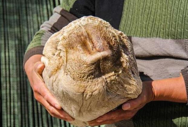 Được biết loại linh chi này còn có thể ngăn ngừa các bệnh liên quan đến gan và tác dụng phòng chống ung thư rất tốt. Nó còn có tác dụng tốt đối với bệnh cao huyết áp, đau đầu, mệt mỏi và các bệnh viêm khớp, đau khớp.