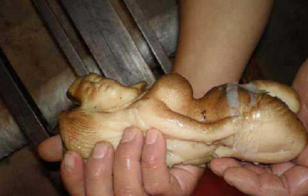 Loại nấm này sinh trưởng và phát triển trên mặt đất với bề ngoài giống với những gốc cây rất khó phát hiện, trên bề mặt có khá nhiều vân, vỏ ngoài cứng như gỗ nhưng phần thịt nấm bên trong lại mềm và có tính đàn hồi.