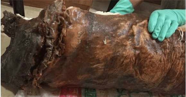 Loại linh chi này mất rất nhiều thời gian để phát triển và linh chi càng lâu năm thì giá trị của nó lại càng cao. Theo nghiên cứu cho thấy loại linh chi này được hình thành dựa trên sự kết hợp của vi khuẩn, khuẩn nấm và một loại có tên là polymer hết sức đặc biệt và vô cùng hiếm.