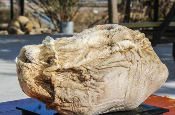 Đối với những người hay căng thẳng, stress thì nó còn giúp an thần, chống suy nhược cơ thể và tác dụng tốt đối với thần kinh. Trị dứt điểm các triệu chứng và bệnh chán ăn, mất ngủ hay xuất hiện ở người cao tuổi.