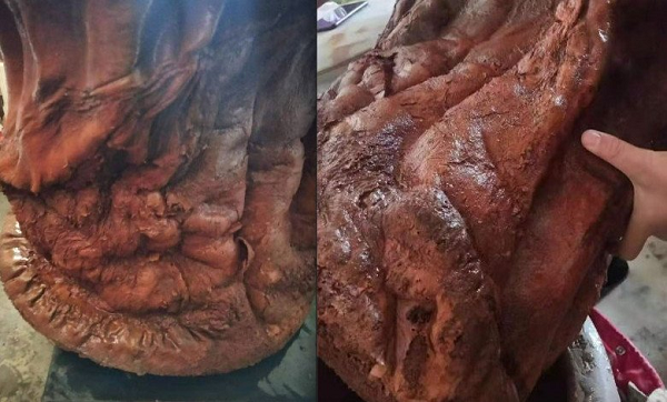 Khi đang lái xe qua một khu vực đô thị mới, ông Mou (sống ở Liêu Ninh, Trung Quốc) đã vô tình phát hiện một vật như thân cây kỳ lạ nằm trên bãi cỏ cạnh con đường mà không biết rằng đó chính là một kho báu.