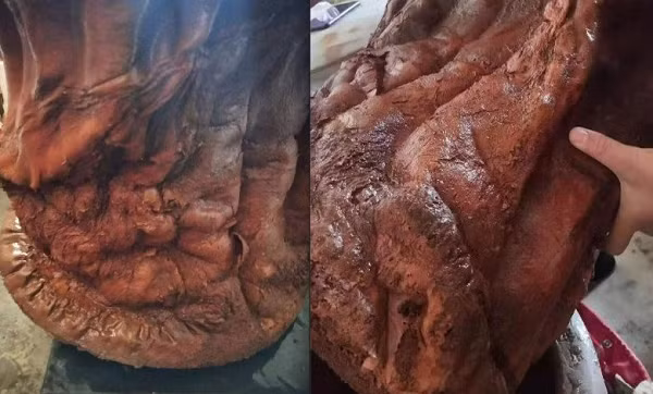 Khi đang lái xe qua một khu vực đô thị mới, ông Mou (sống ở Liêu Ninh, Trung Quốc) đã vô tình phát hiện một vật như thân cây kỳ lạ nằm trên bãi cỏ cạnh con đường mà không biết rằng đó chính là một kho báu.