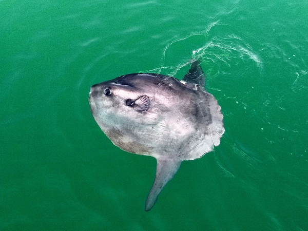 Cá mặt trời xứng đáng là nhà vô địch trong thế giới đại dương về thành tích... đẻ trứng. Tuy thời gian mang thai chỉ kéo dài 3 tuần, nhưng cá mặt trời mái có thể đẻ mỗi lần đến 300.000.000 (ba trăm triệu trứng). Trứng cũng trôi lơ lửng theo các dòng hải lưu.