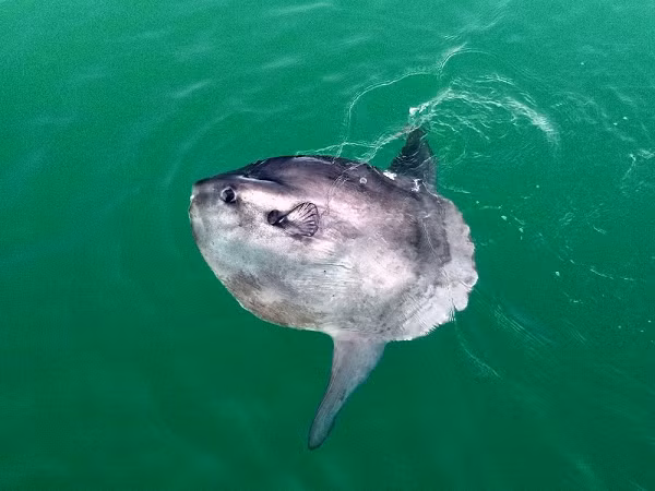 Cá mặt trời xứng đáng là nhà vô địch trong thế giới đại dương về thành tích... đẻ trứng. Tuy thời gian mang thai chỉ kéo dài 3 tuần, nhưng cá mặt trời mái có thể đẻ mỗi lần đến 300.000.000 (ba trăm triệu trứng). Trứng cũng trôi lơ lửng theo các dòng hải lưu.