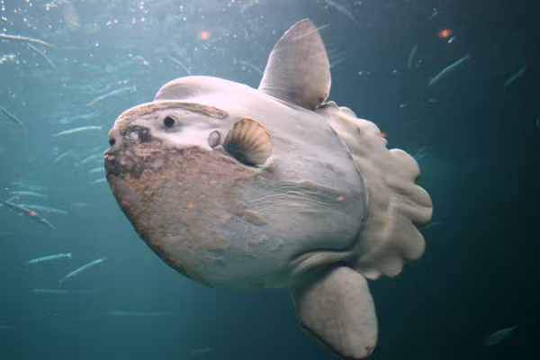 Hầu hết thời gian, chúng chỉ để cho cả khối thân mình đồ sộ trôi tự do theo các dòng nước. Những con trưởng thành thích trôi nghiêng một bên. Nhiều khi các dòng hải lưu đưa chúng từ vùng nhiệt đới sang hẳn vùng ôn đới.