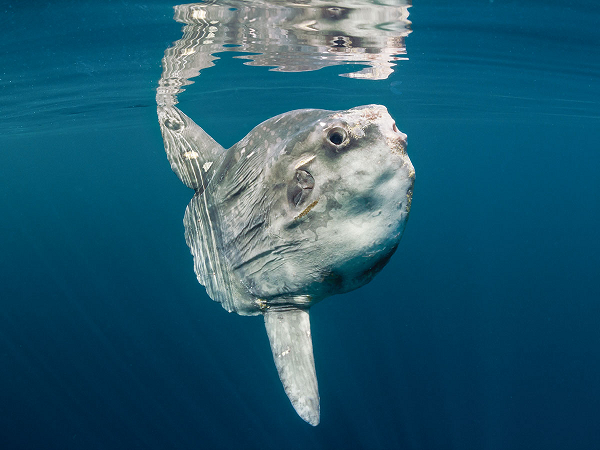 Dù thân hình to lớn (con đực trưởng thành có chiều dài cơ thể trung bình khoảng 3,5m; cân nặng trung bình khoảng 1,7 tấn) nhưng với cấu trúc cơ thể cụt ngủn nên cá mặt trời bơi yếu ớt.