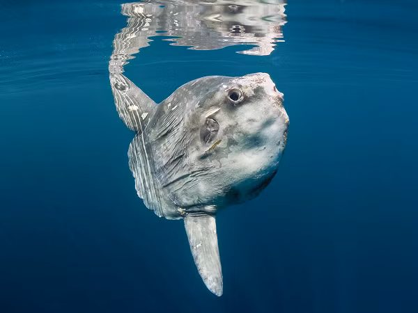 Dù thân hình to lớn (con đực trưởng thành có chiều dài cơ thể trung bình khoảng 3,5m; cân nặng trung bình khoảng 1,7 tấn) nhưng với cấu trúc cơ thể cụt ngủn nên cá mặt trời bơi yếu ớt.