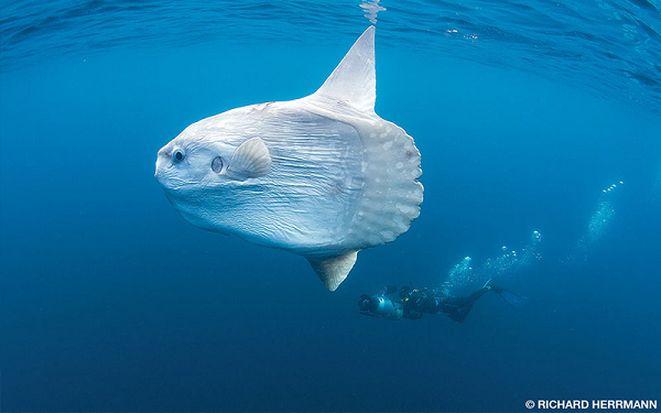 Hầu hết cuộc đời chúng sống cách xa đất liền. Cá mặt trời khi còn nhỏ cũng bơi bình thường như những loại cá khác, mãi cho đến khi trưởng thành, chúng mới bắt đầu "lười biếng" - chỉ thích trôi nghiêng theo các dòng hải lưu.