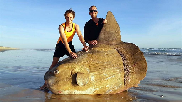 Nhiệt độ cao hơn này tạo ra môi trường sống ôn hòa hơn cho cá thái dương và cũng thu hút nhiều loài săn mồi hơn, bao gồm cả sứa. Những loài này thường thích vùng nước trên 12 độ C.