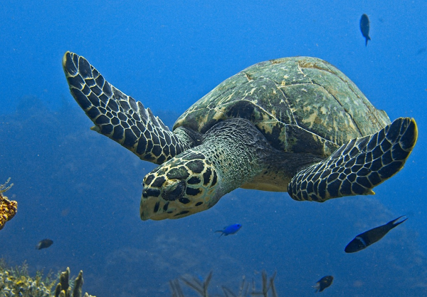 Đồi Mồi thuộc loại “cực kỳ nguy cấp” theo Phân loại của Tổ chức bảo tồn thiên nhiên quốc tế ( IUCN); Phụ lục I của Công ước CITES cấm buôn bán vận chuyển quốc tế.